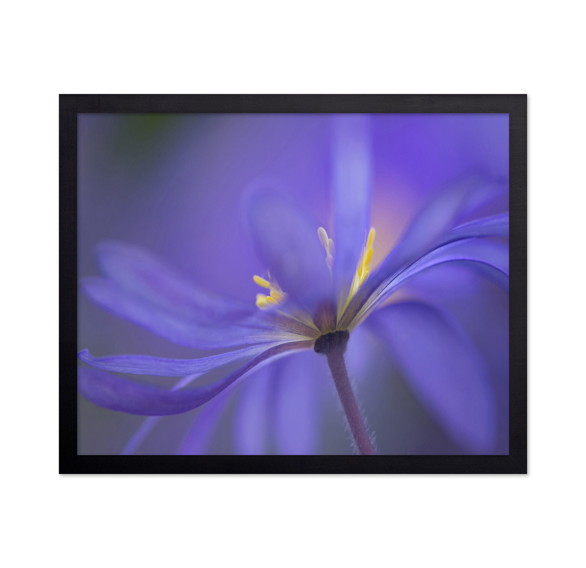 Soft Blue Petals