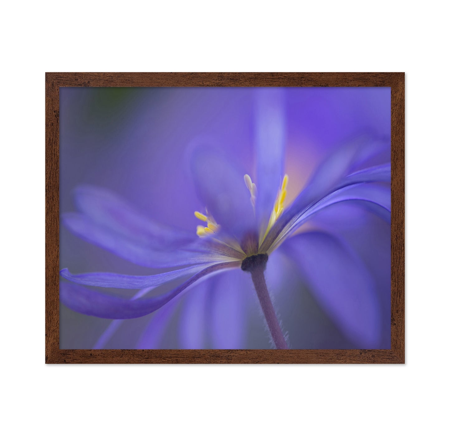 Soft Blue Petals