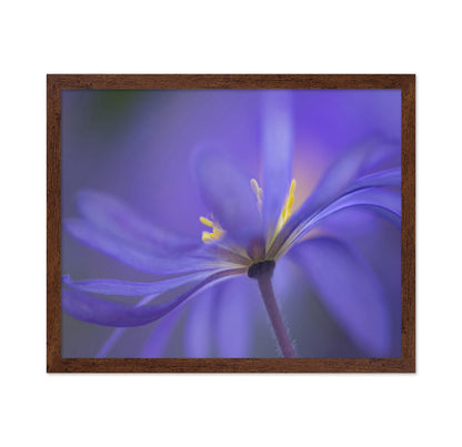 Soft Blue Petals