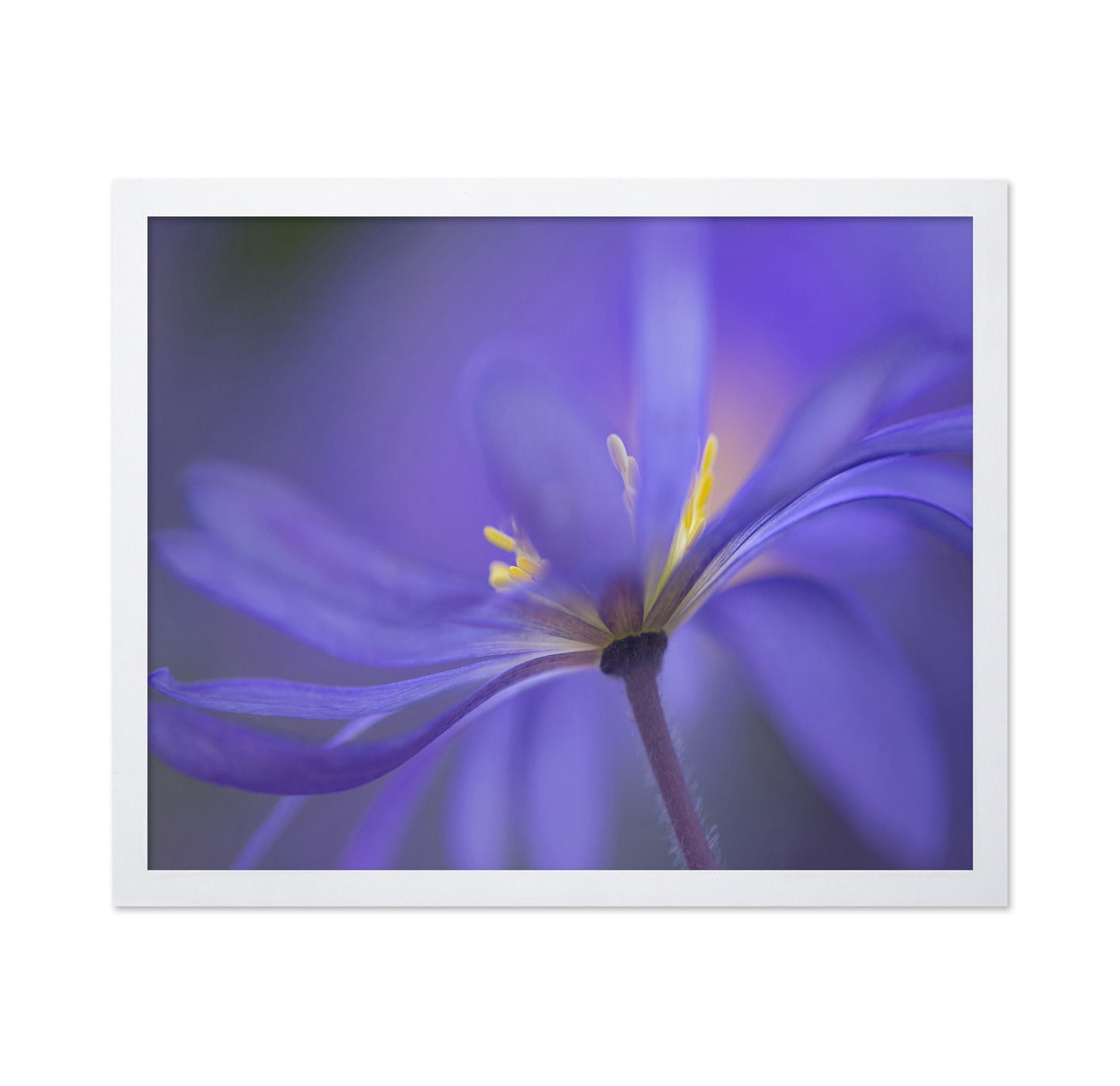 Soft Blue Petals