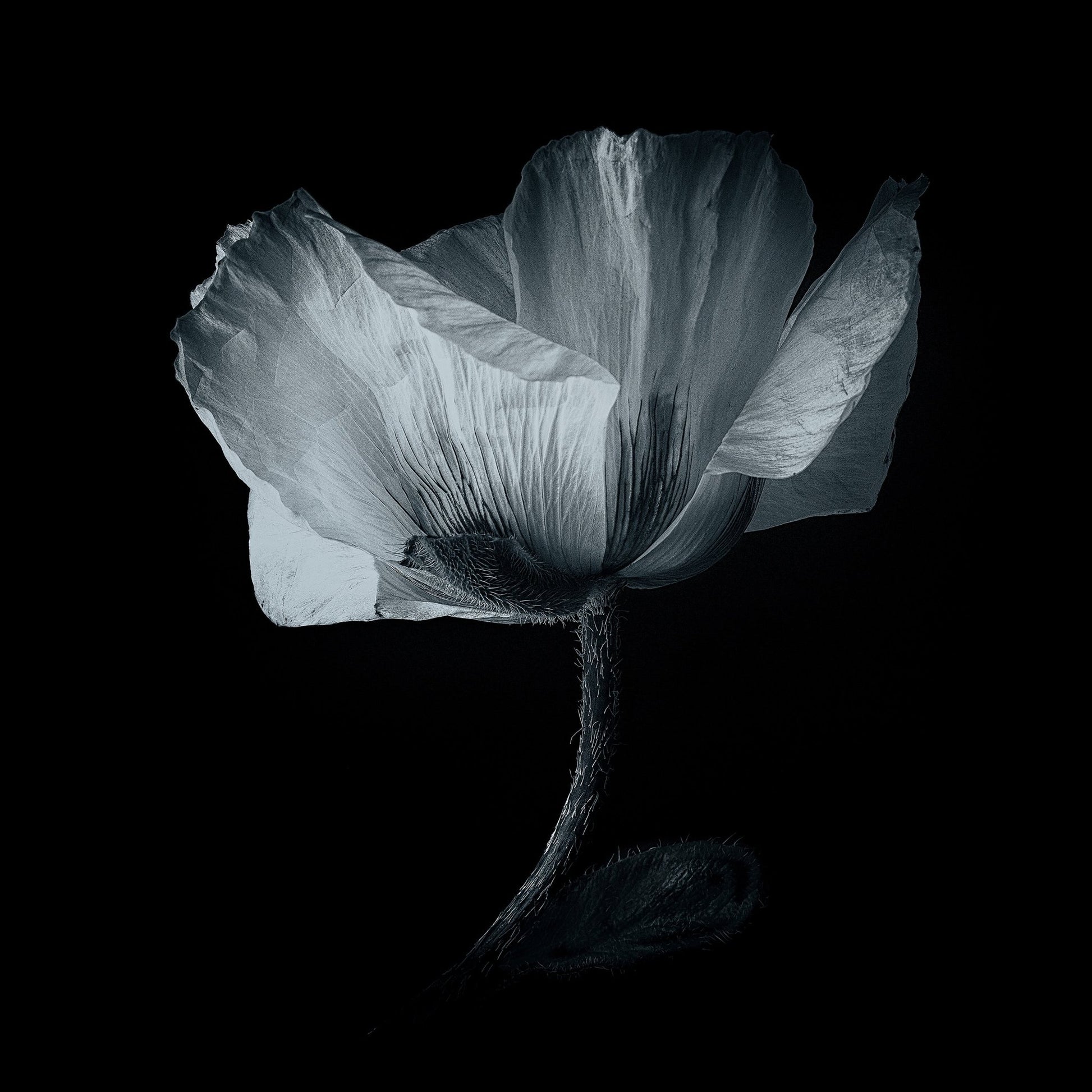 Dark Poppy Bloom