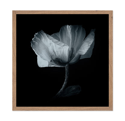 Dark Poppy Bloom