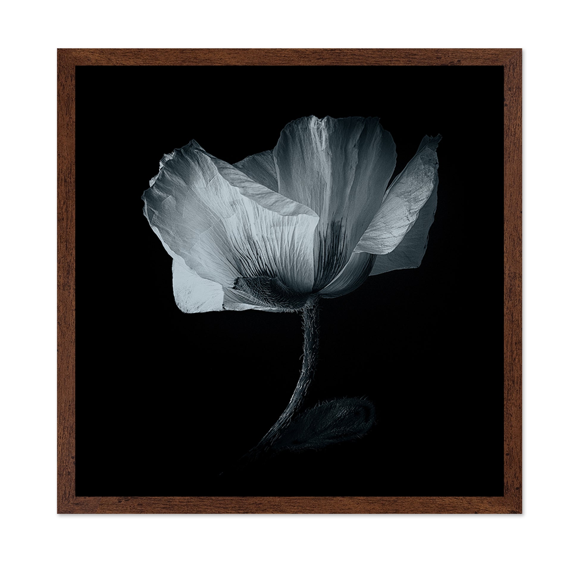 Dark Poppy Bloom