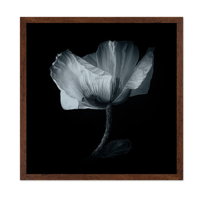 Dark Poppy Bloom