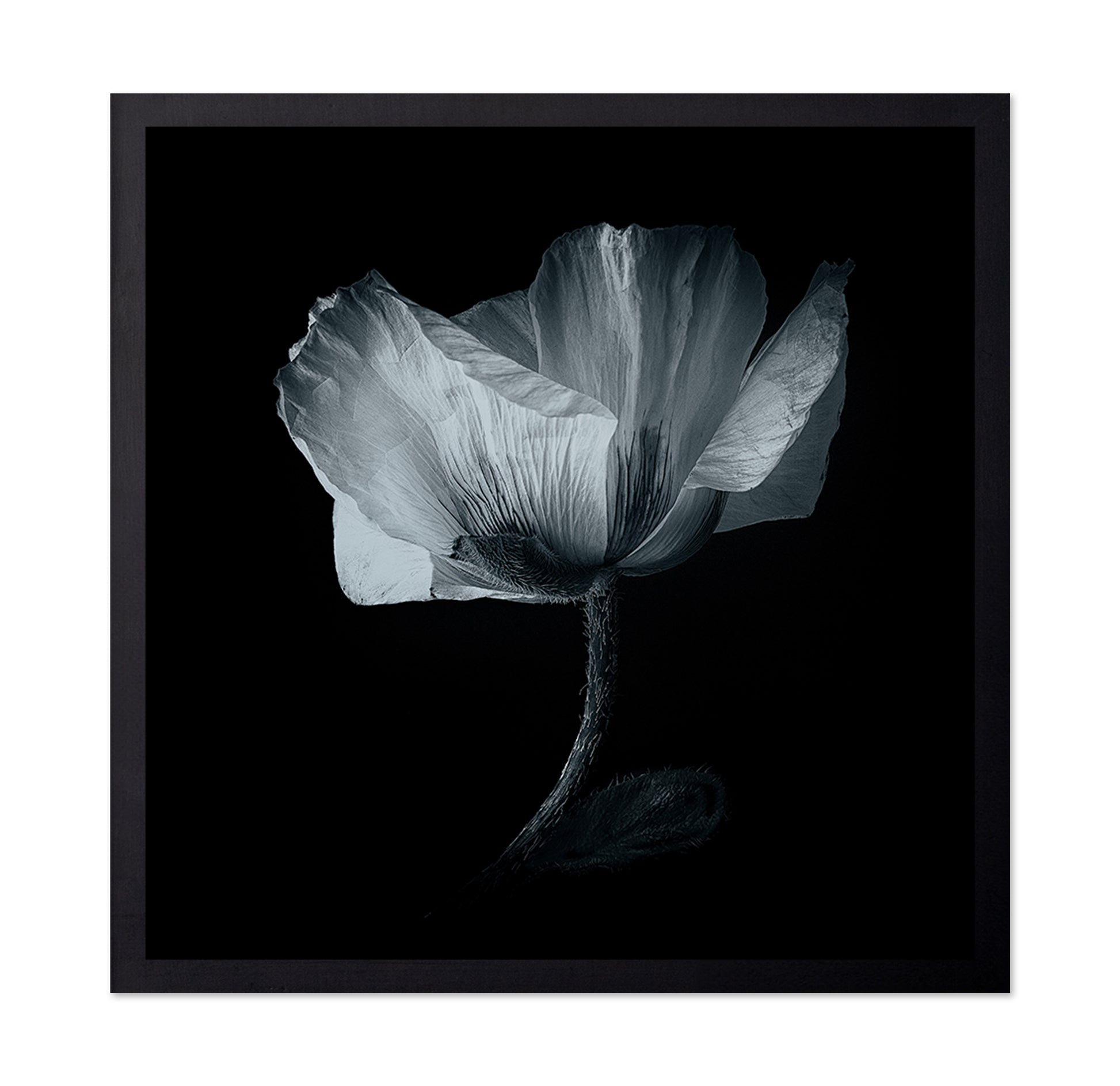 Dark Poppy Bloom