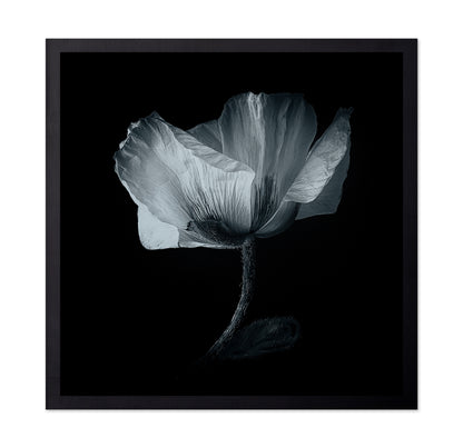 Dark Poppy Bloom