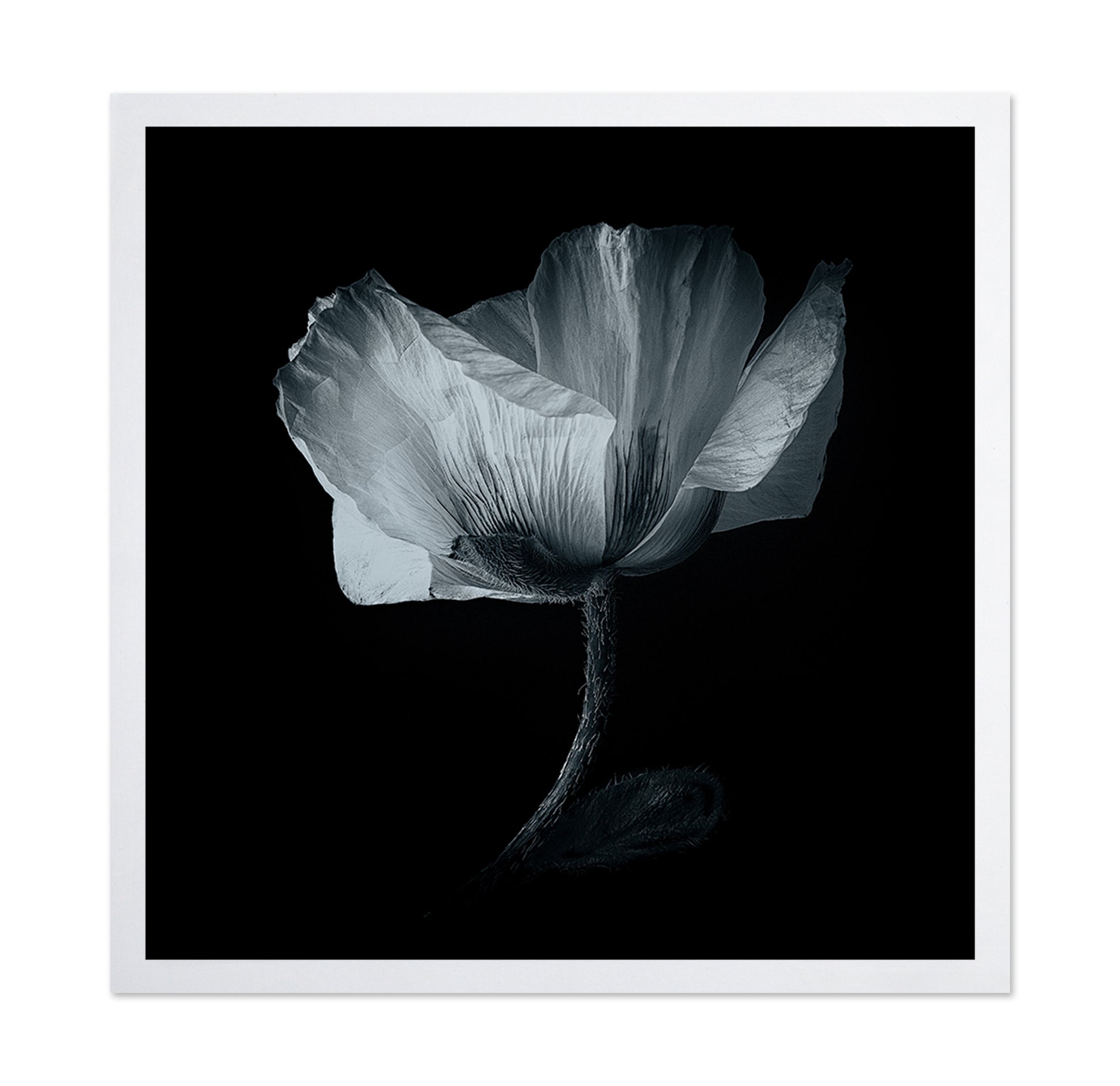 Dark Poppy Bloom