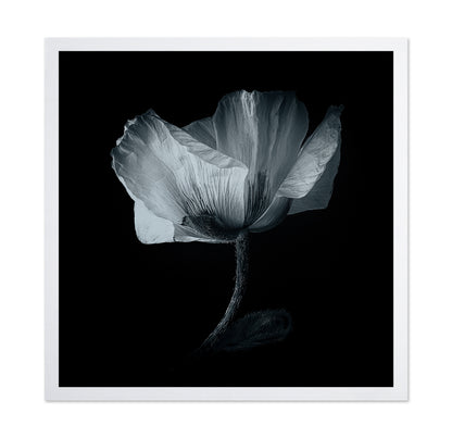 Dark Poppy Bloom