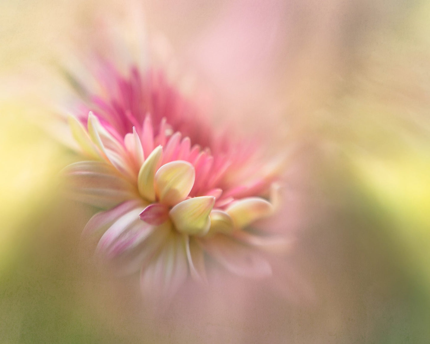 Soft Pastel Flower Macro