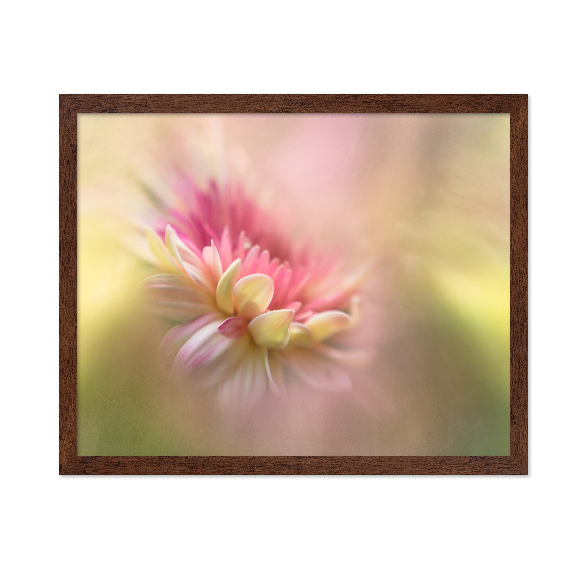 Soft Pastel Flower Macro