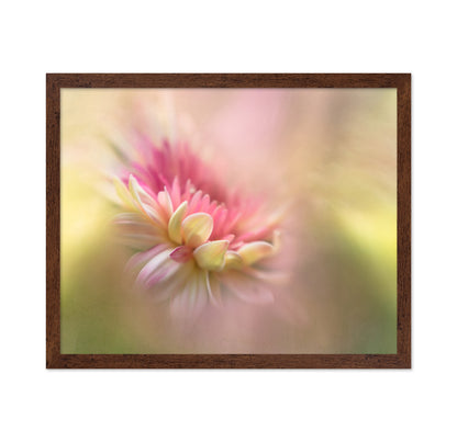 Soft Pastel Flower Macro