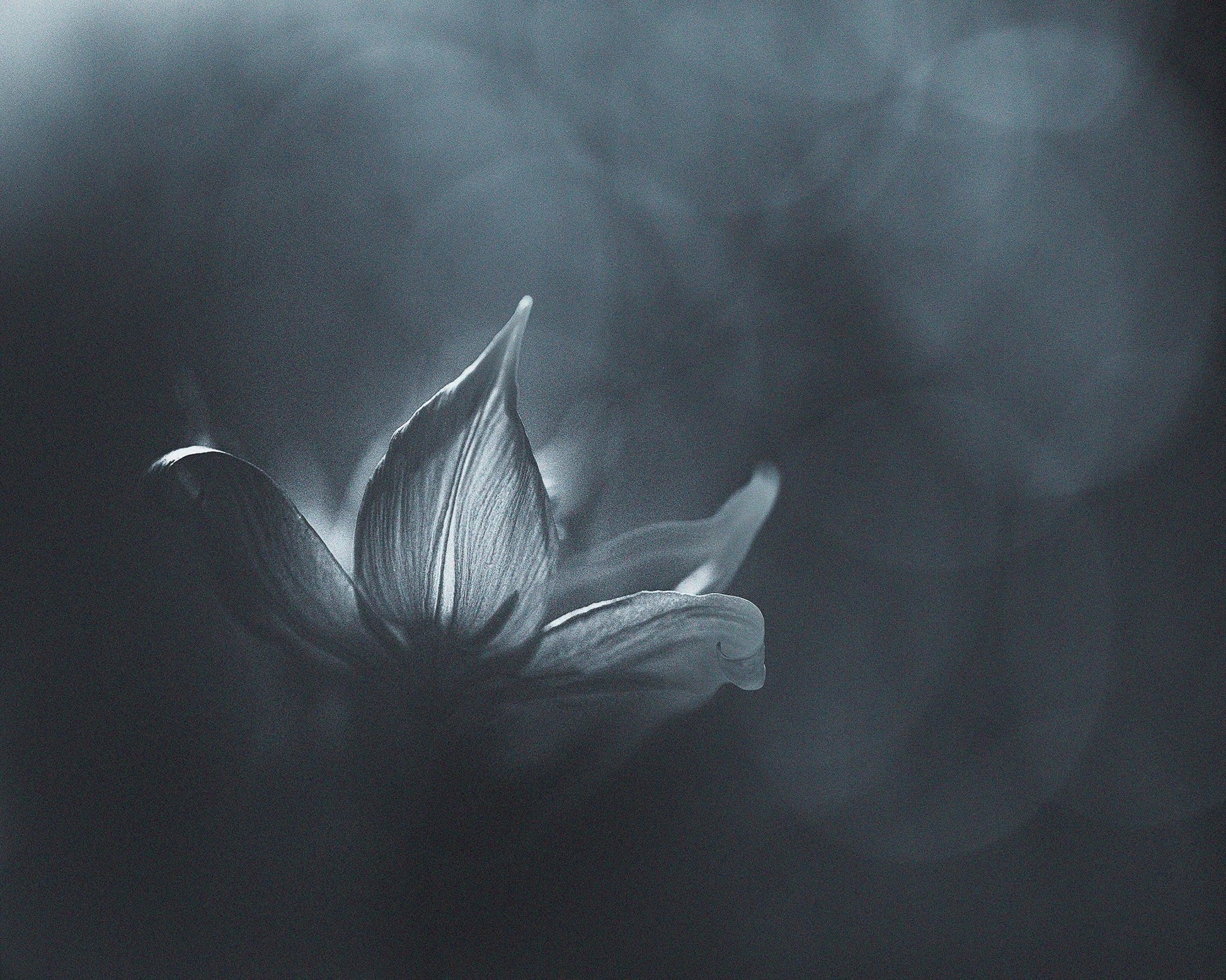 Black White Flower Light