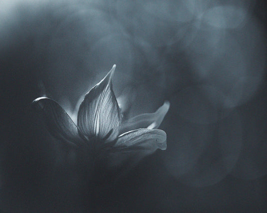Black White Flower Light