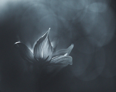Black White Flower Light
