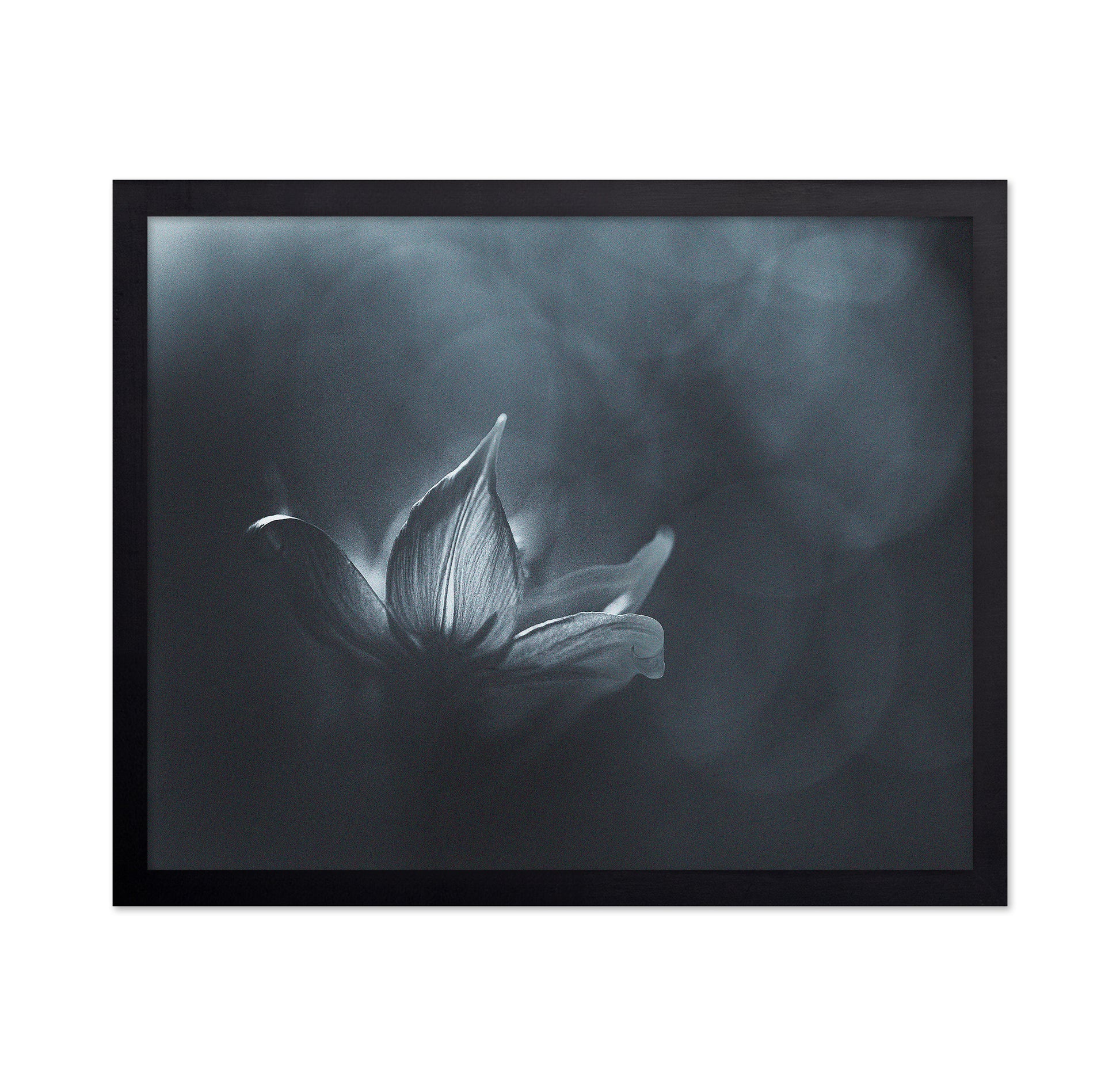 Black White Flower Light