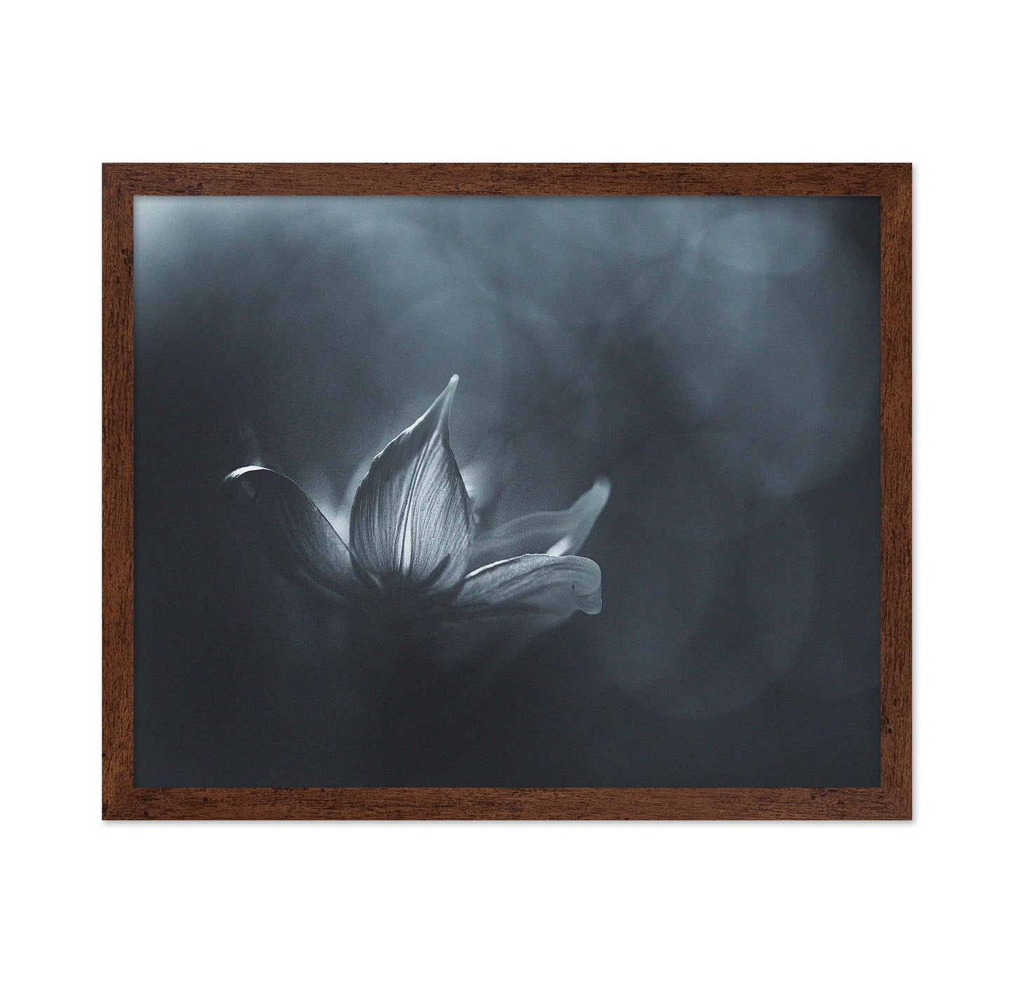 Black White Flower Light