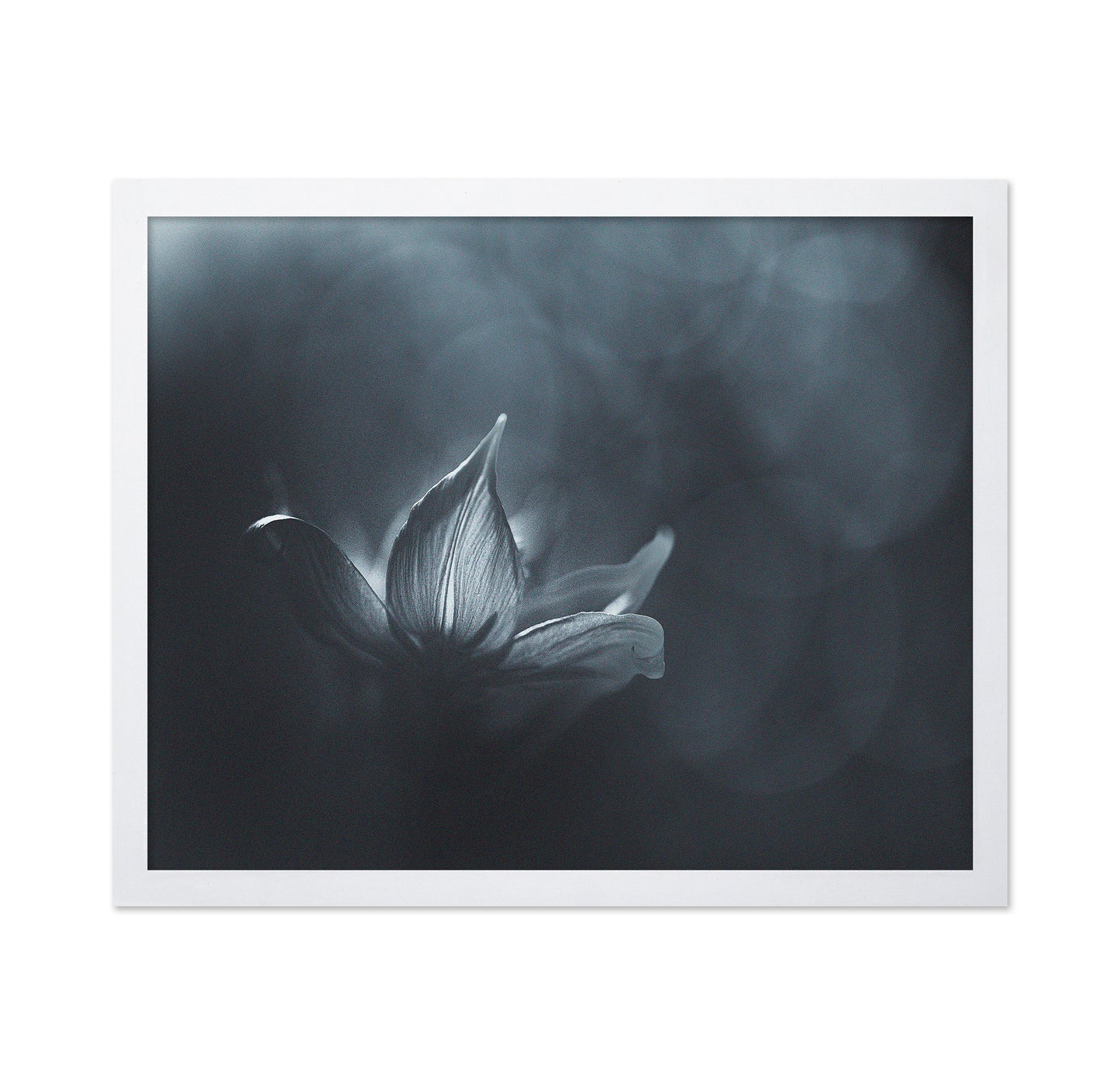 Black White Flower Light