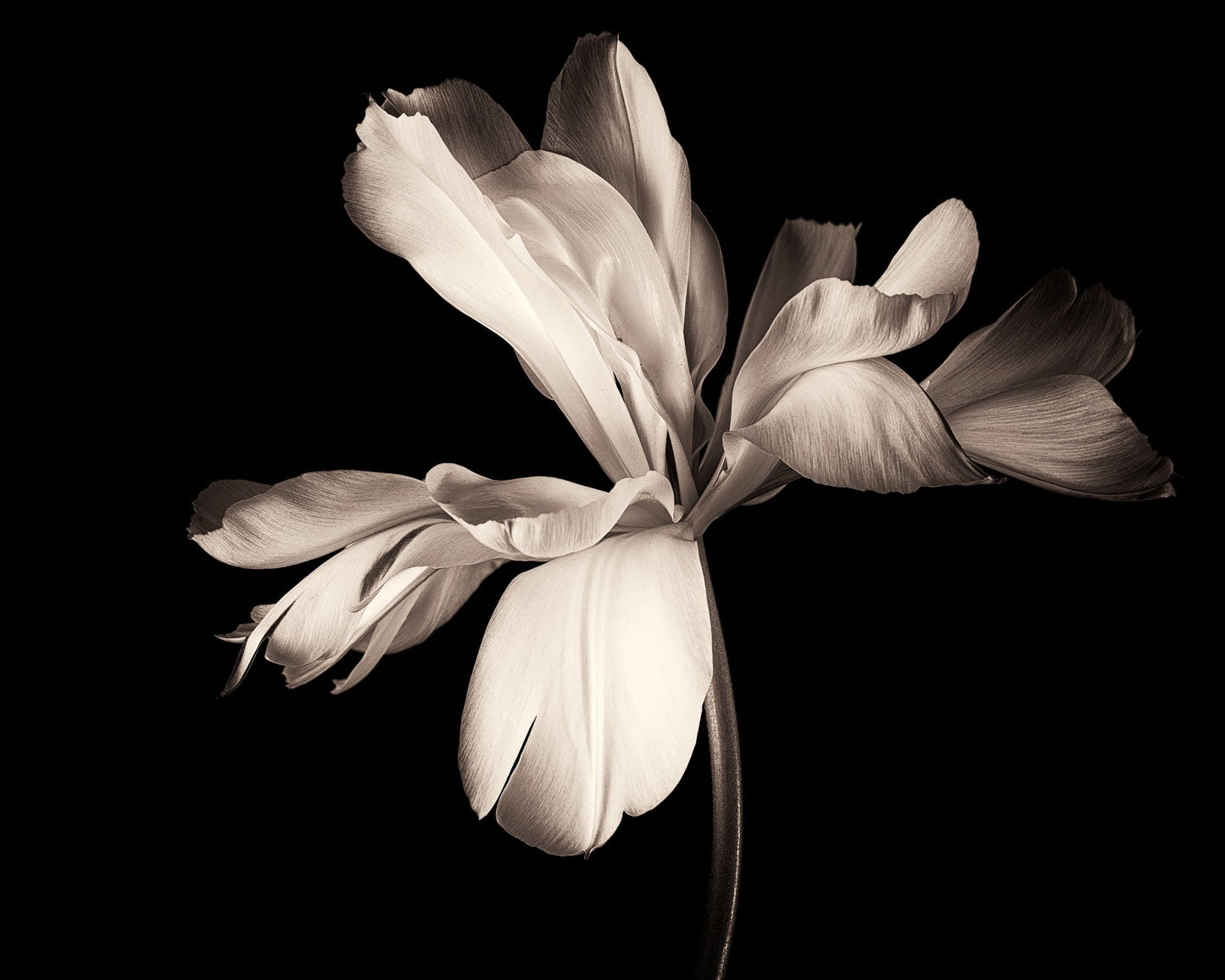 Elegant Black White Tulip