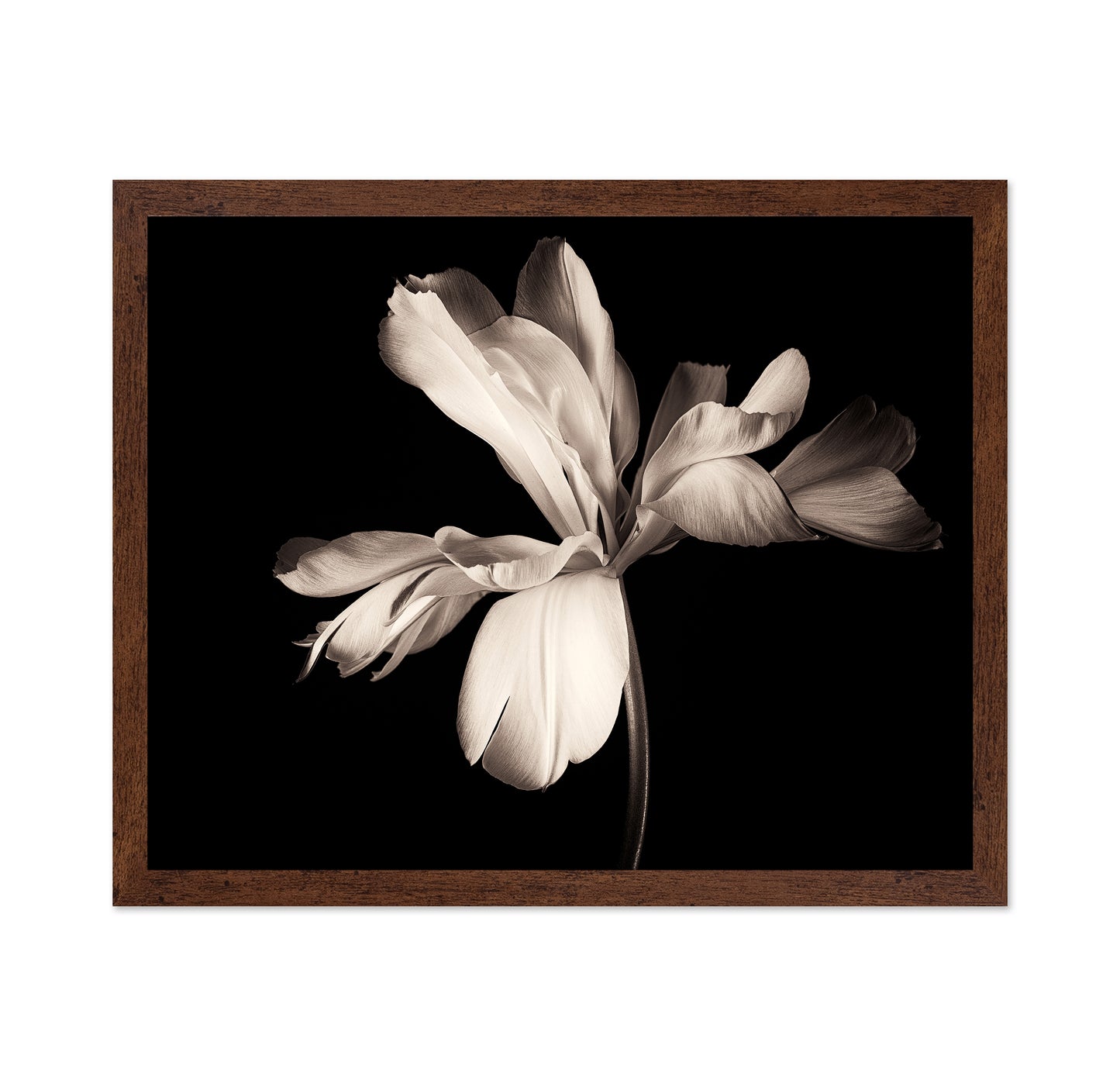 Elegant Black White Tulip