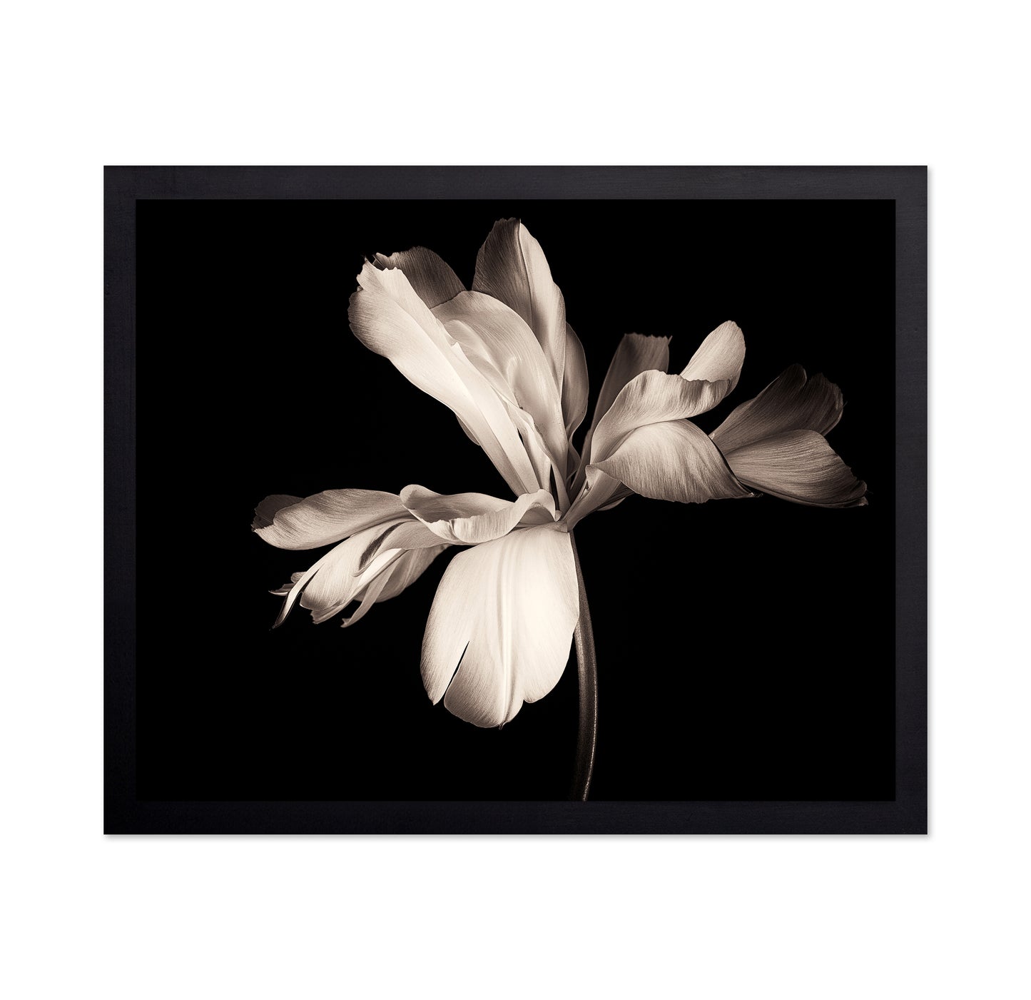 Elegant Black White Tulip