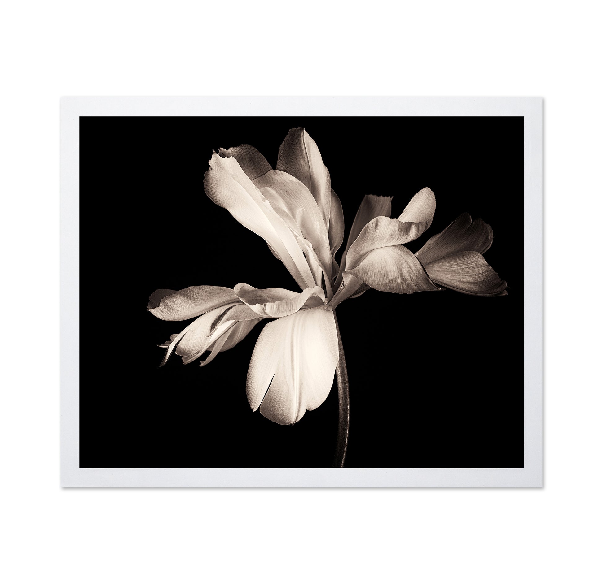 Elegant Black White Tulip