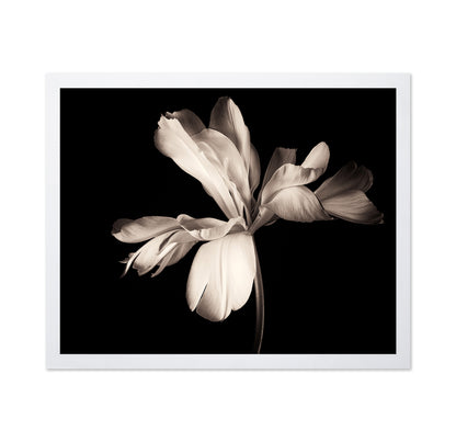 Elegant Black White Tulip