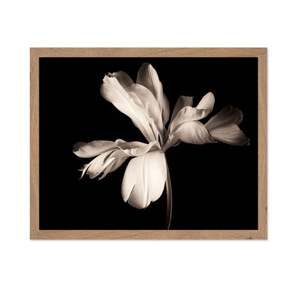Elegant Black White Tulip