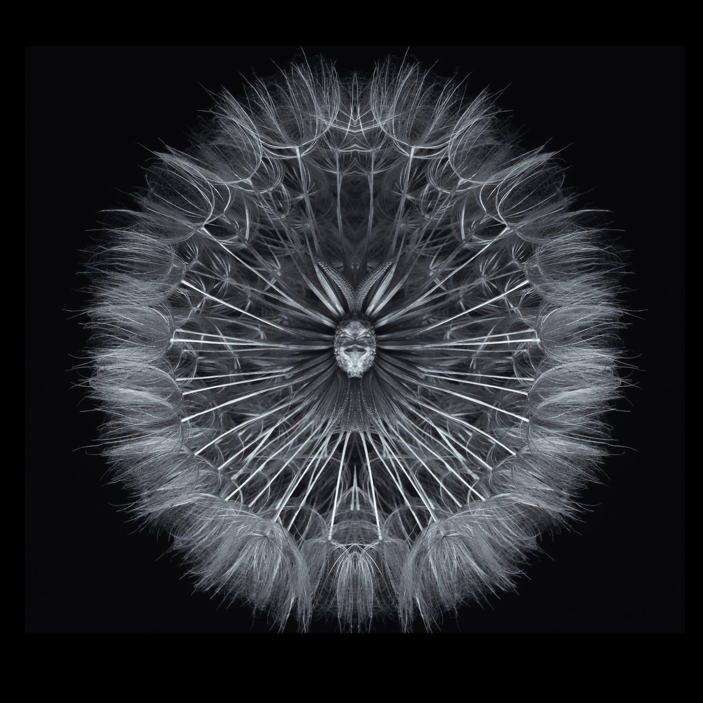 Symmetrical Dandelion Seed Macro
