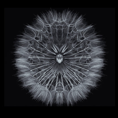 Symmetrical Dandelion Seed Macro
