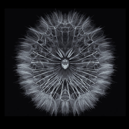 Symmetrical Dandelion Seed Macro