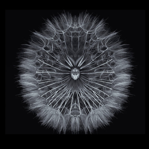 Symmetrical Dandelion Seed Macro