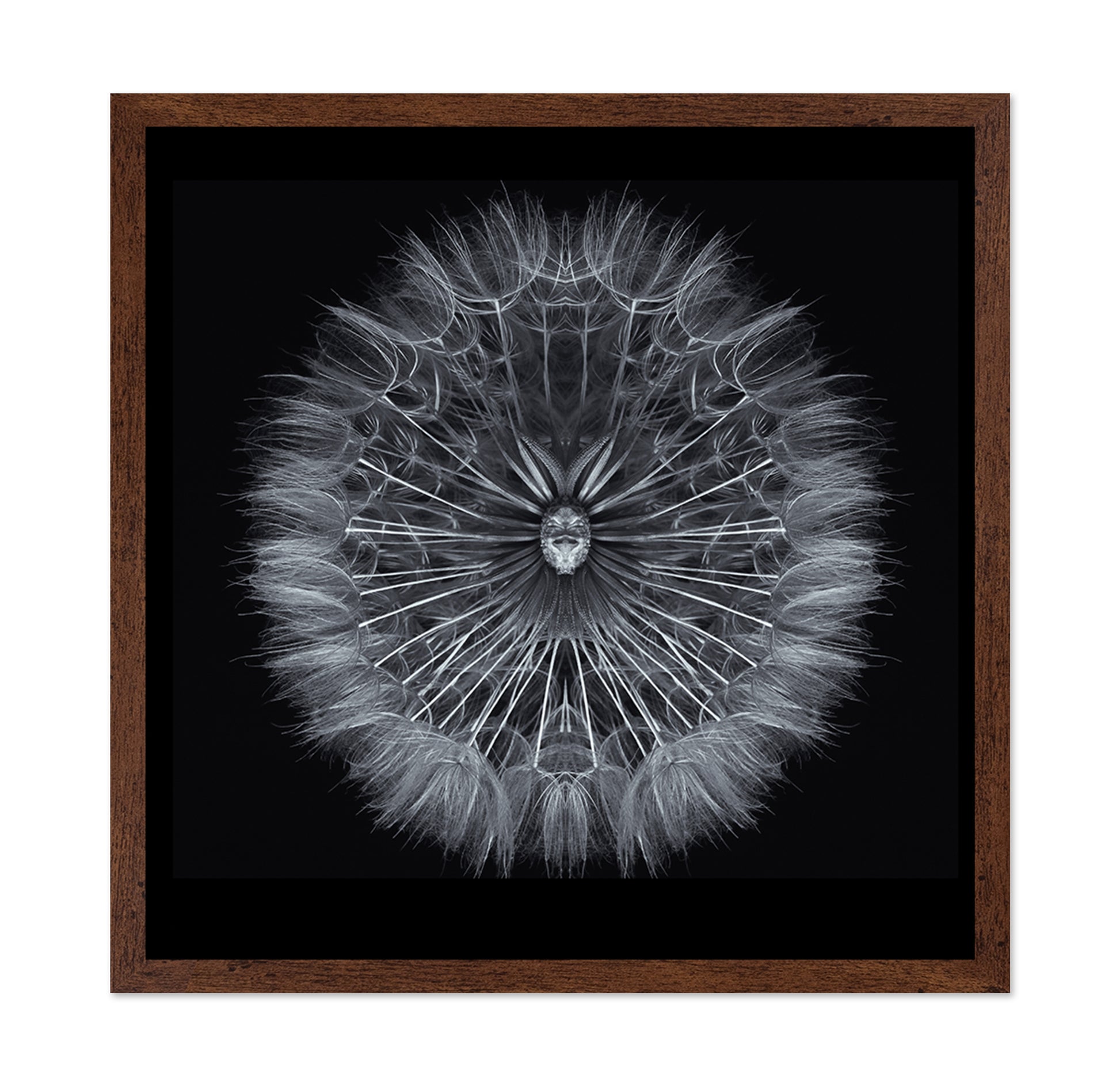 Symmetrical Dandelion Seed Macro