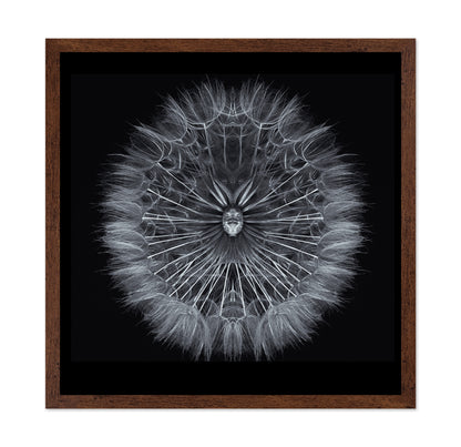Symmetrical Dandelion Seed Macro