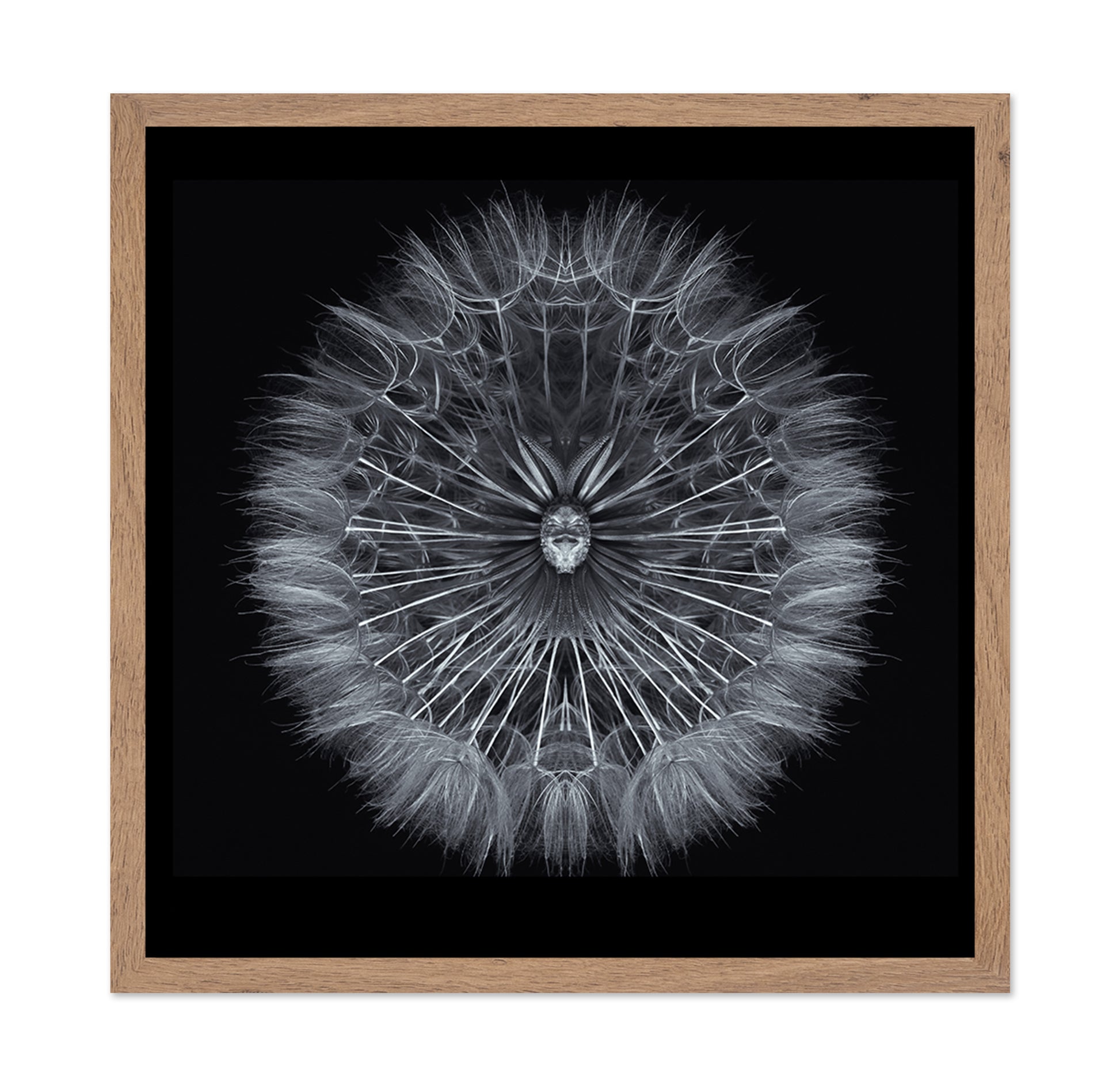 Symmetrical Dandelion Seed Macro