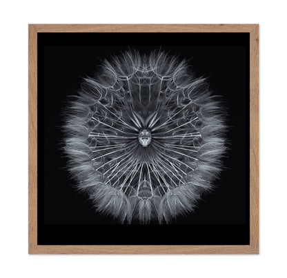Symmetrical Dandelion Seed Macro