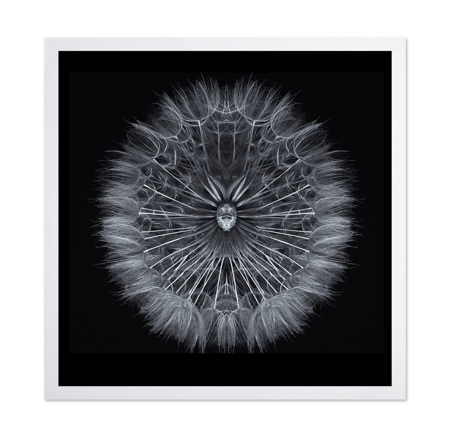 Symmetrical Dandelion Seed Macro