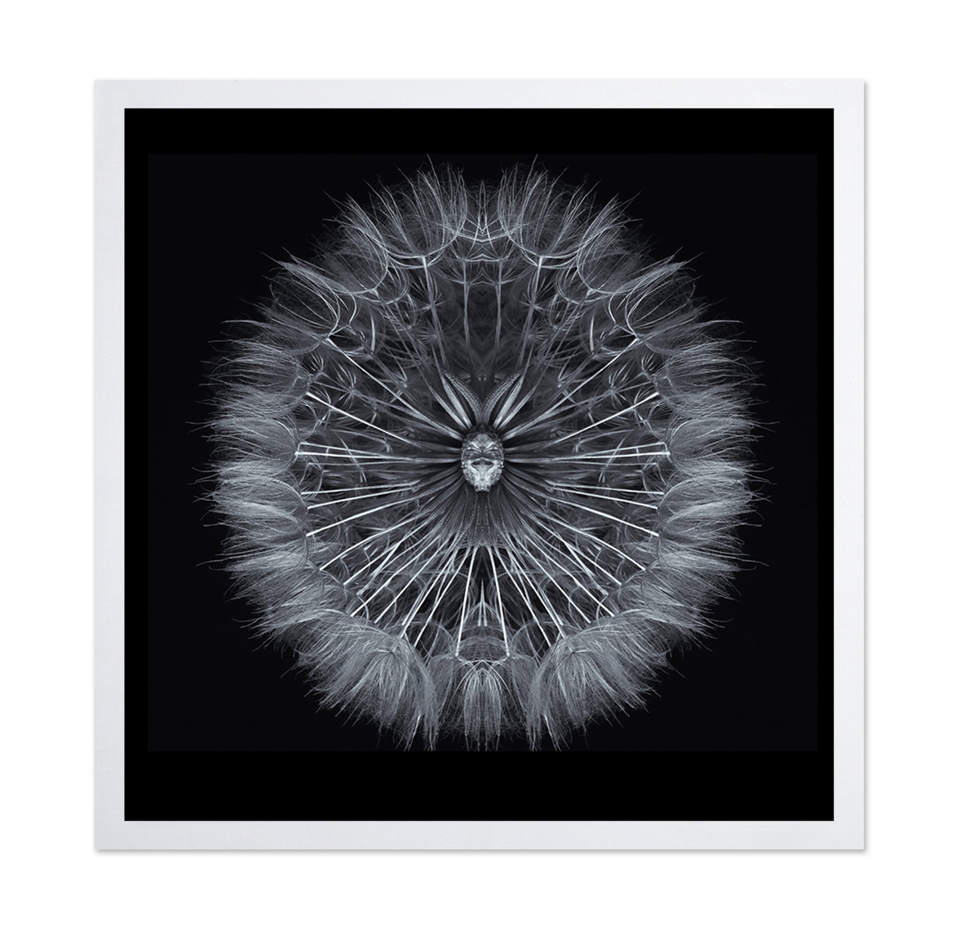 Symmetrical Dandelion Seed Macro