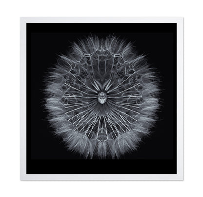 Symmetrical Dandelion Seed Macro
