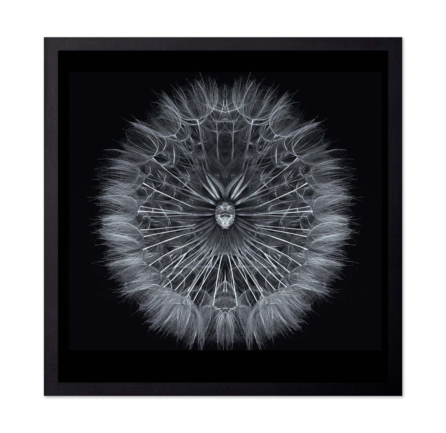 Symmetrical Dandelion Seed Macro