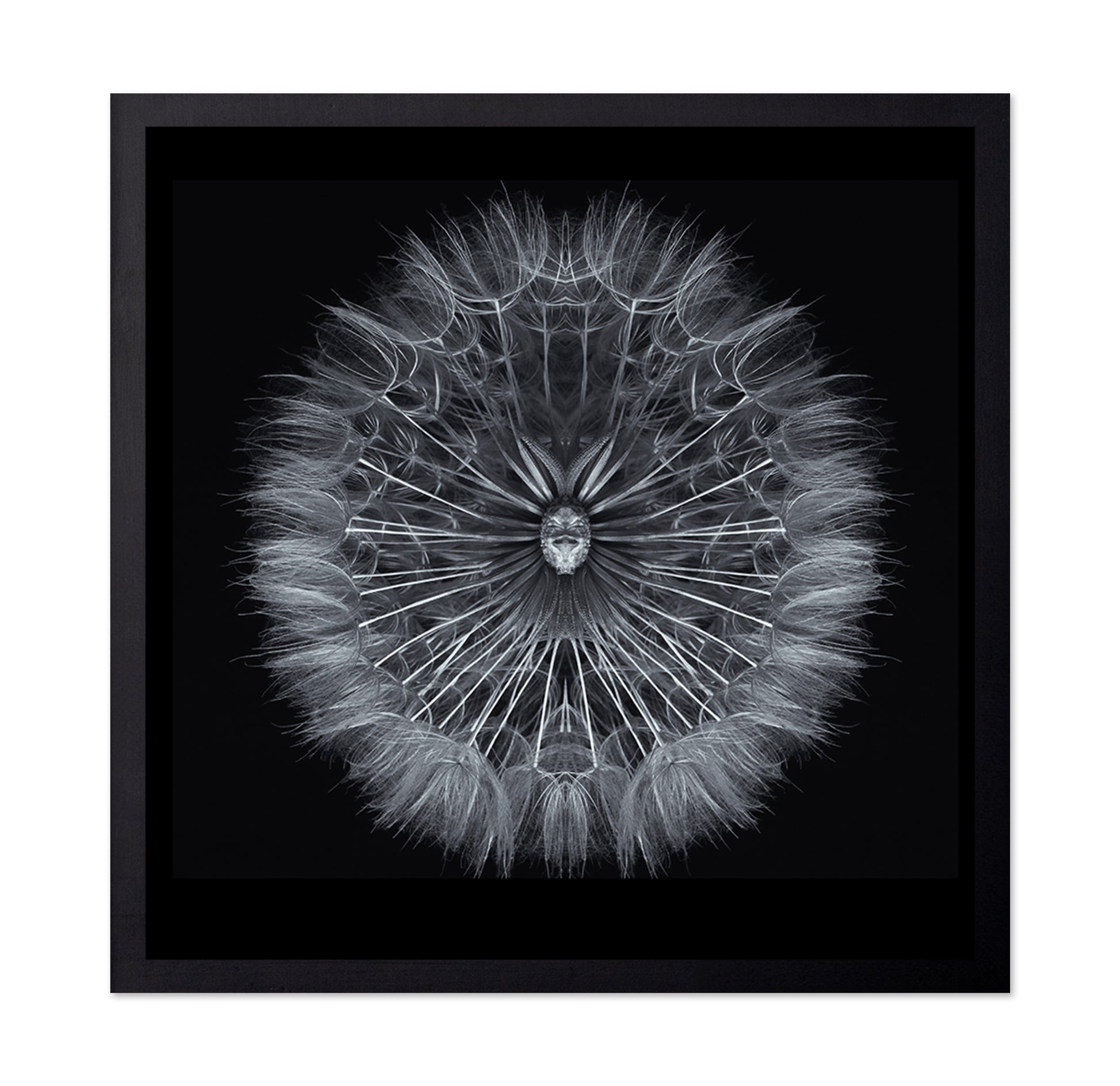 Symmetrical Dandelion Seed Macro