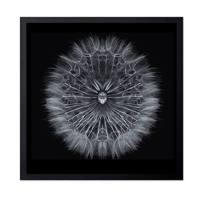 Symmetrical Dandelion Seed Macro