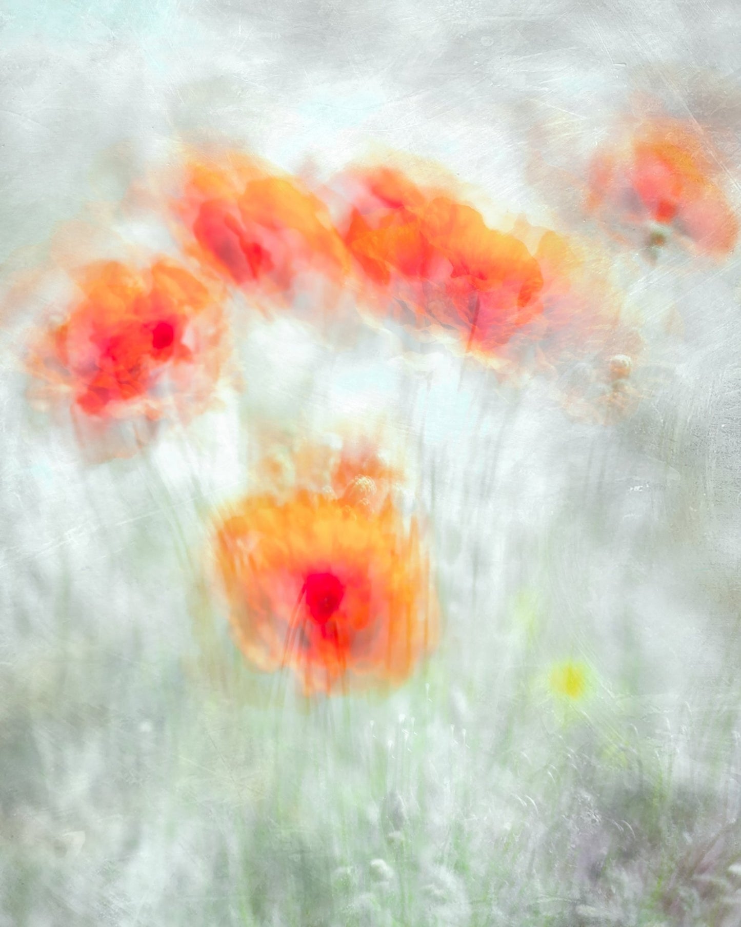 Soft Red Poppy Flowers Abstract