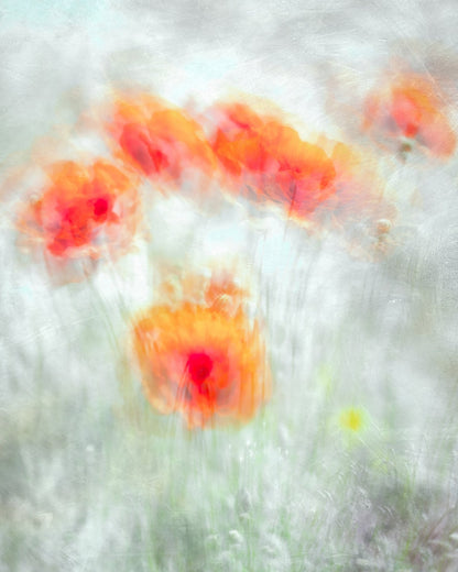 Soft Red Poppy Flowers Abstract