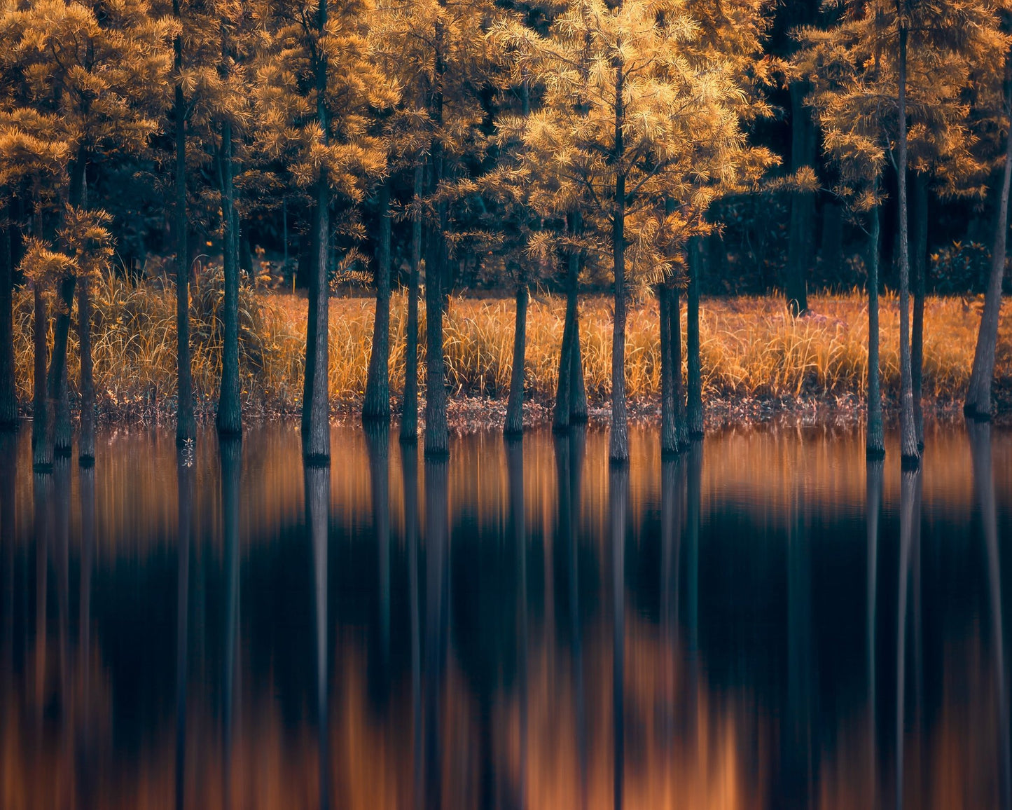 Golden Trees Reflection Lake