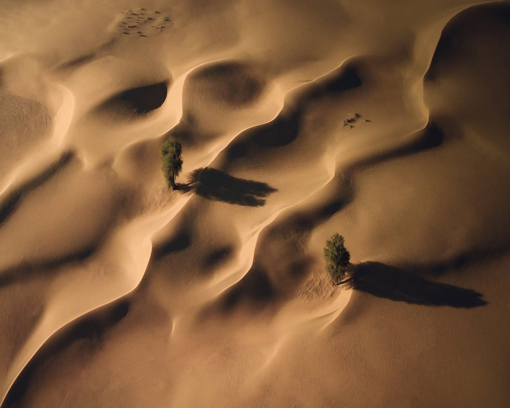 Desert Dunes Trees Aerial Landscape