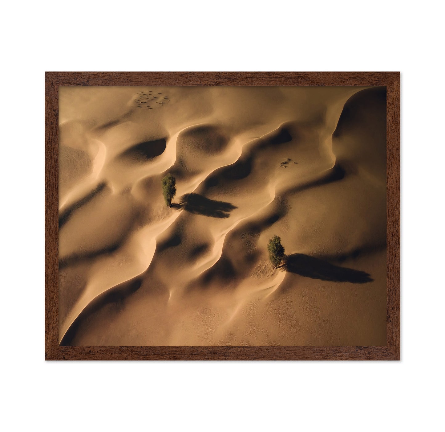 Desert Dunes Trees Aerial Landscape