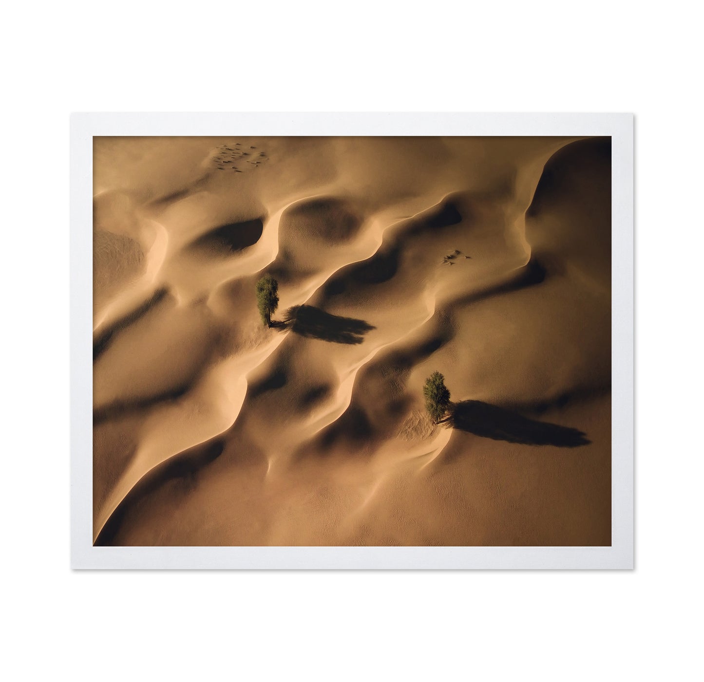 Desert Dunes Trees Aerial Landscape
