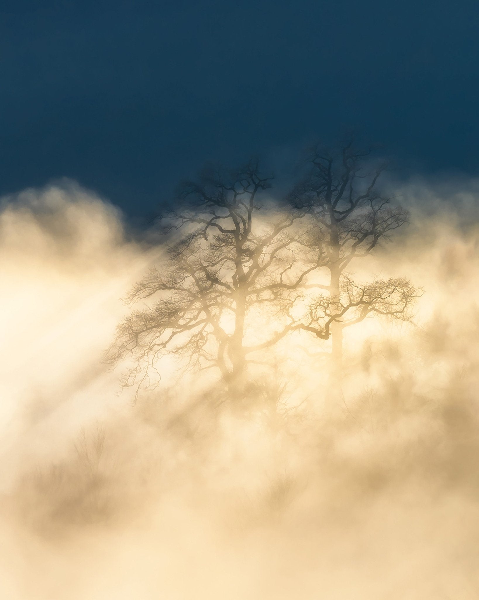 Foggy Tree Golden Light Dreamscape