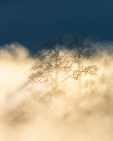 Foggy Tree Golden Light Dreamscape