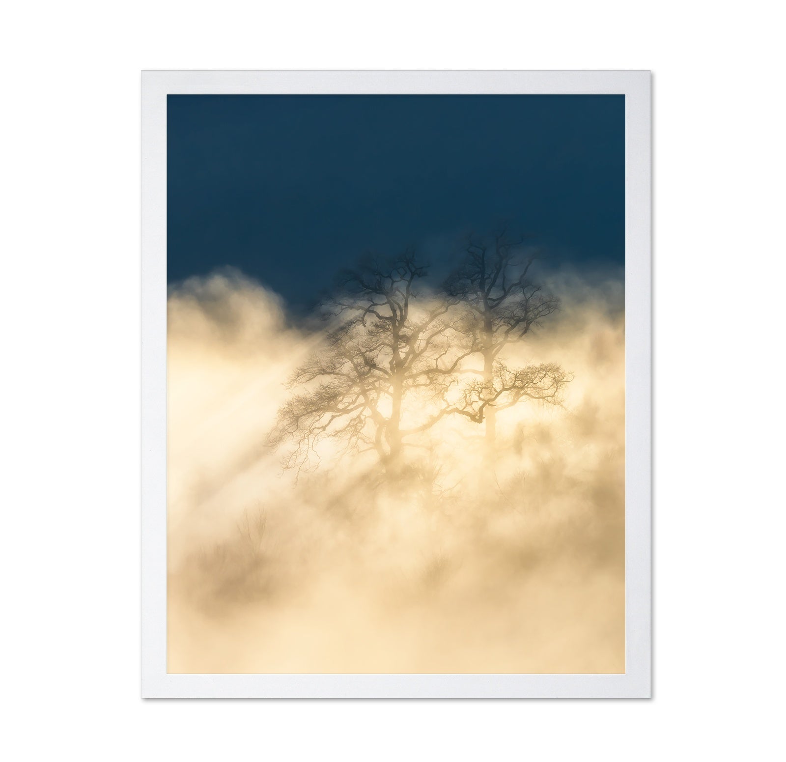 Foggy Tree Golden Light Dreamscape